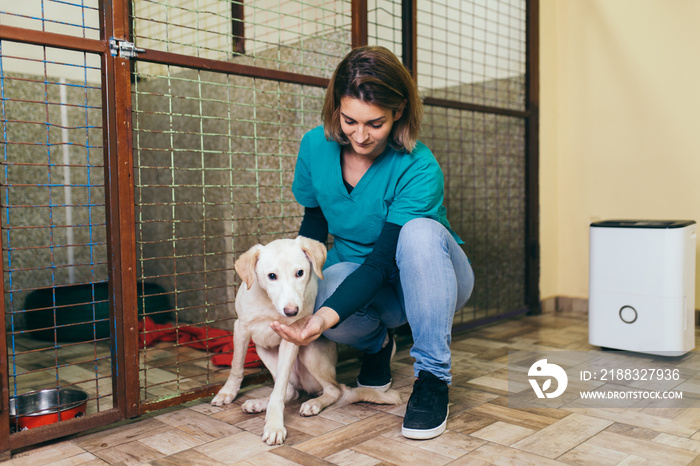 兽医在狗收容所检查狗的健康状况。