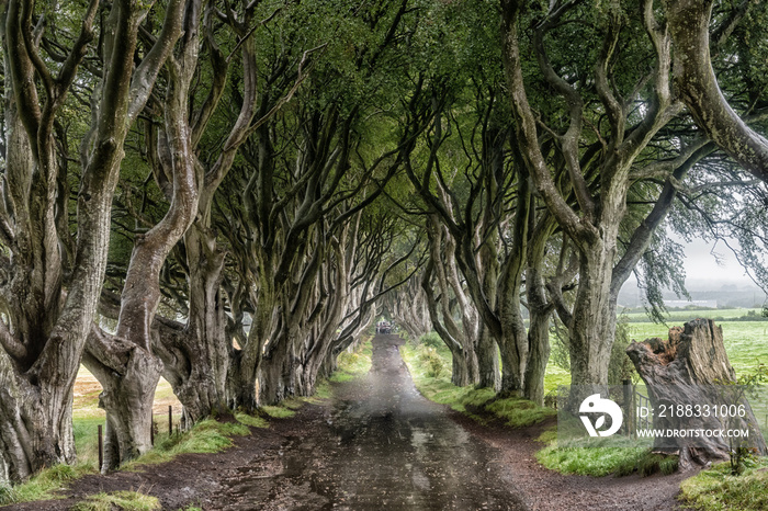 Die Allee The Dark Hedges in Nordirland, bekannt aus Game of Thrones