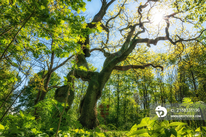 Große Betteleiche im Nationalpark Hainich mit Sonne