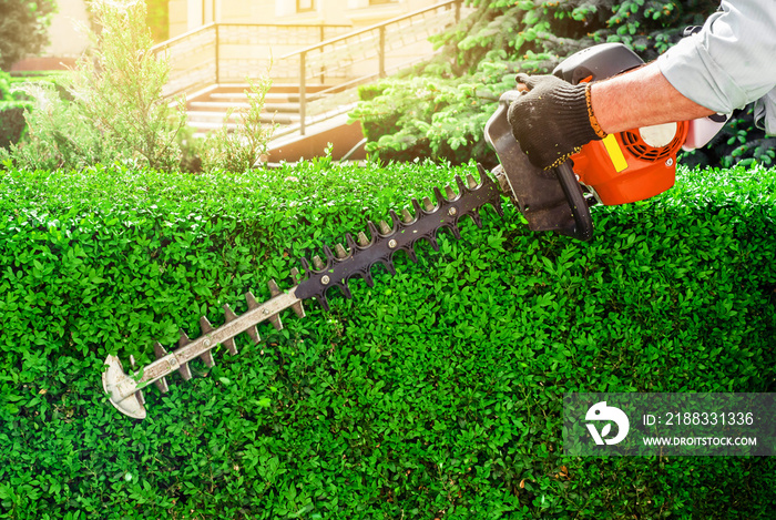 Worker hands pruning bushes with the garden gasoline scissors. Work in the garden, pruning the hedge