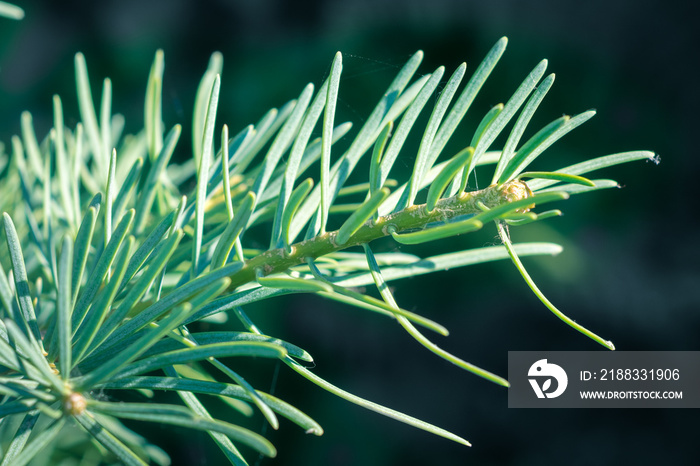 Detailed view of a young shoot of Abies concolor (white fir). Large blue - green soft needles.