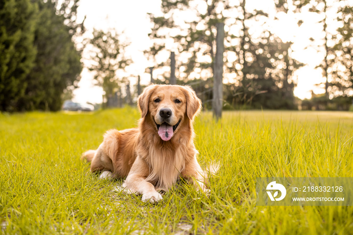 A golden retriever dog laying down on a trail on country road with green grass and old fencing