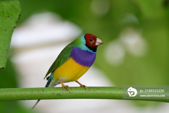Gouldian finch - the Lady Gouldian finch, Goulds finch or the rainbow finch