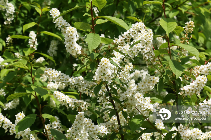 Weiße Blüten des Faulbaums, Rhamnus frangula