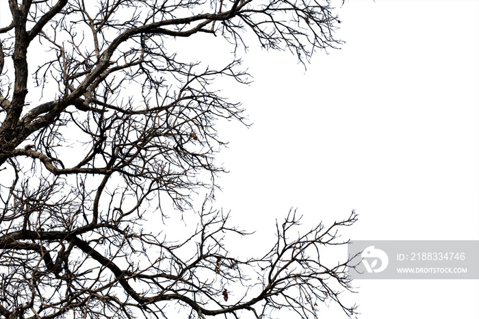 Dead branches , Silhouette dead tree or dry tree on white background with clipping path.