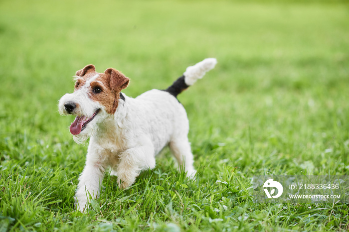 Young wire fox terrier dog running happily outdoors copyspace nature recreation lifestyle animals pe