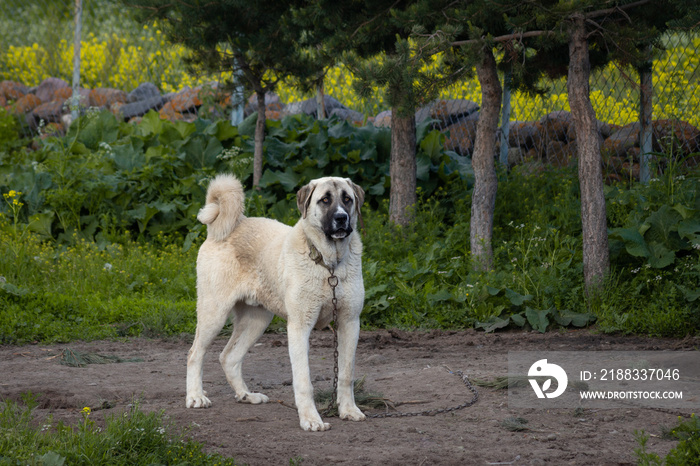 一只高贵的Sivas kangal犬。土耳其安纳托利亚牧羊犬