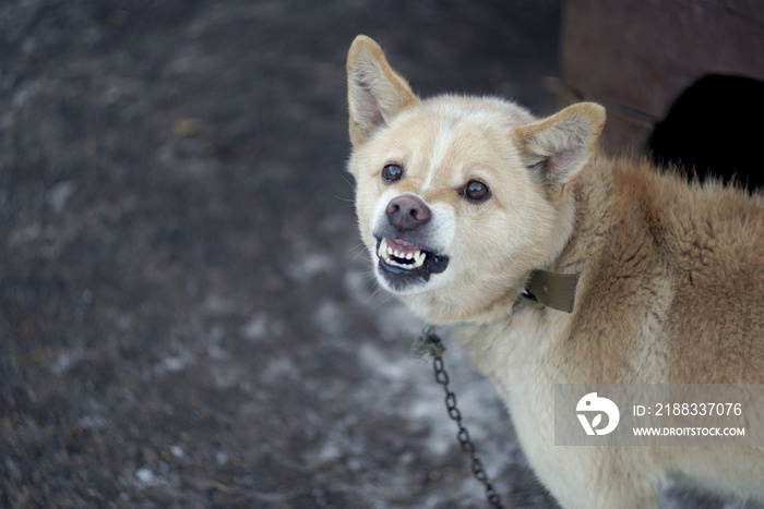 Enraged aggressive, angry dog. The tied dog growls