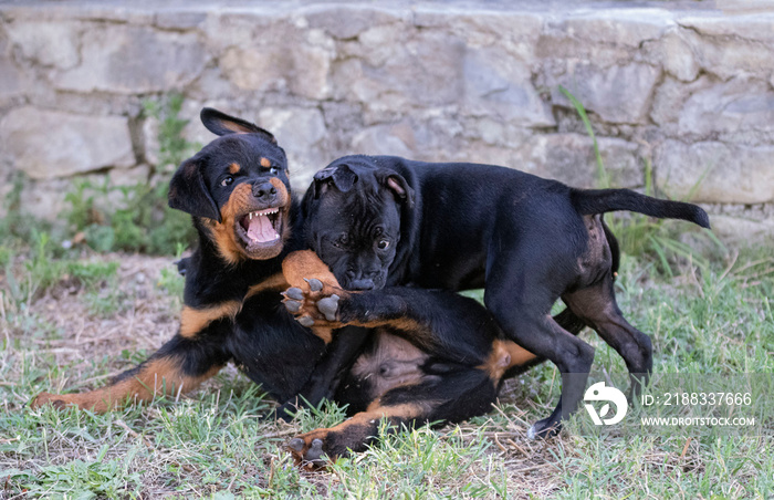 斯塔福德郡斗牛犬和罗特威勒幼犬