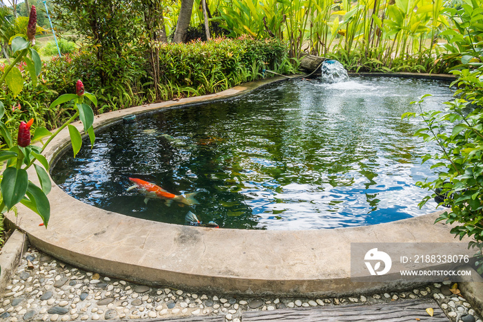 锦鲤在花园池塘游泳