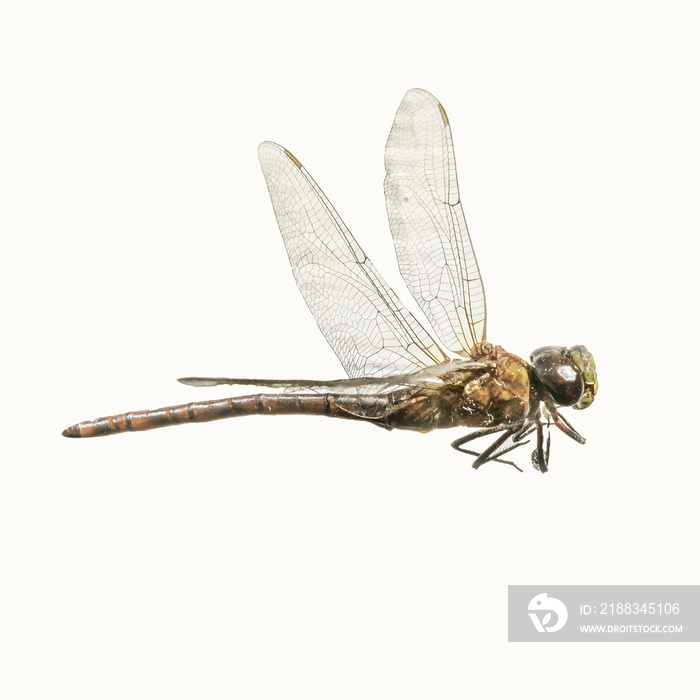 Dragon-Fly Isolated