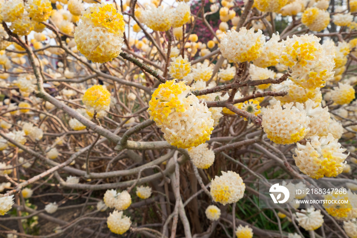 Edgeworthia chrysantra Lindl.