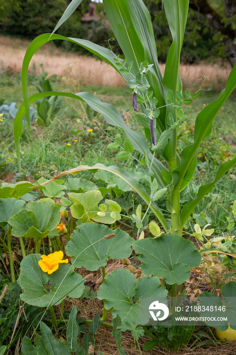 Outdoor permaculture garden with companion planting of Corn, Green beans and Pumpkin plants.