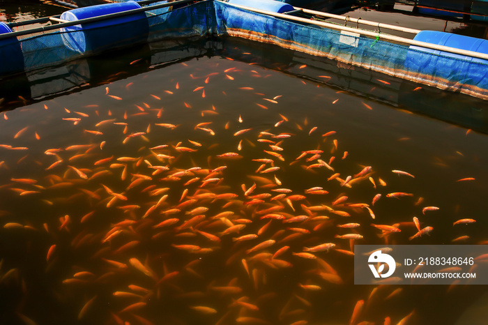 网箱养殖中的红罗非鱼。