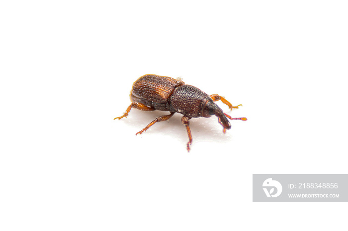 Close up of Rice moth or insect in rice isolate on white background. Macro of  Red flour beetle (Tri