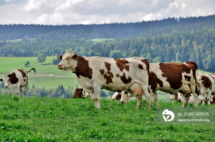 Vache Comtoises dans les montagnes du Jura.