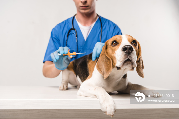 partial view of veterinarian in blue coat holding syringe for microchipping beagle dog