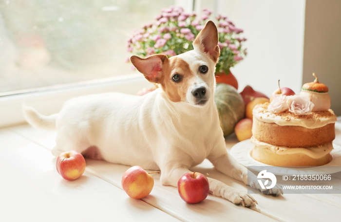 狗杰克罗素梗和南瓜、苹果和鲜花的裸体蛋糕。感恩节