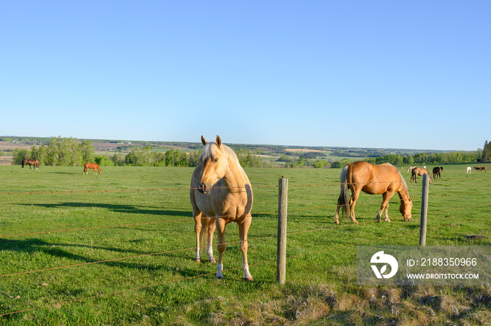 一群马在加拿大阿尔伯塔省桑德尔附近的牧场上吃草