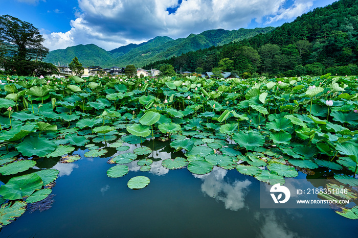 明見湖（はす池）ハスの花