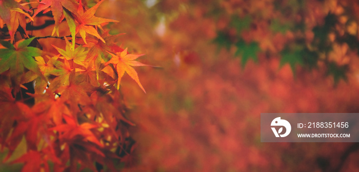 Autumn forest leaves