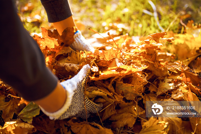 Male hand collects and piles fallen autumn leaves  into a big sack. Cleaning service concept. Raking