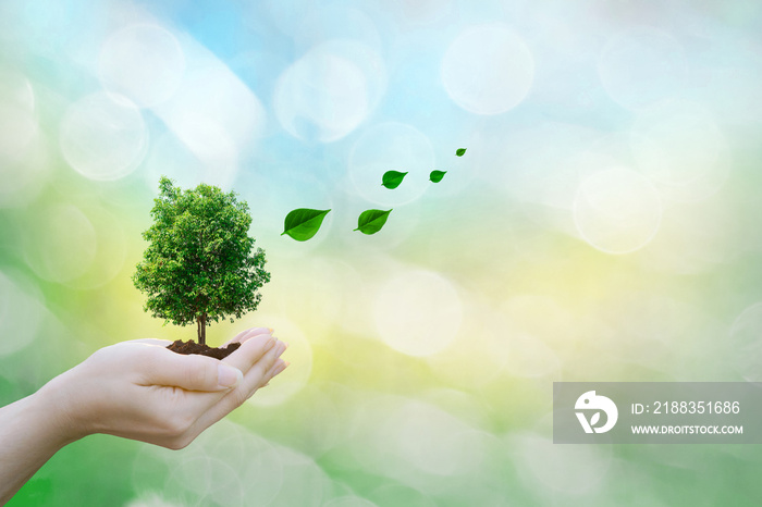 Ecology concept human hands holding big plant tree leaves with on blurred background world environme