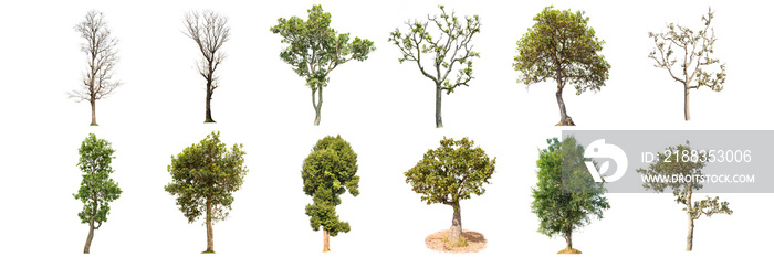 trees on white background , The collection of 12 trees.