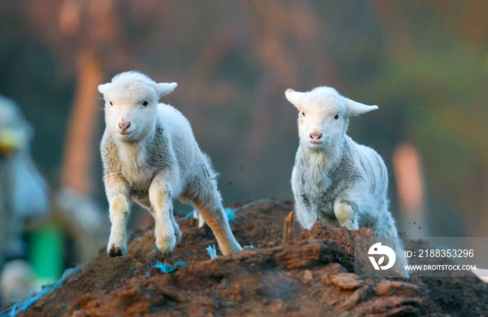 cute lambs running at farm in spring