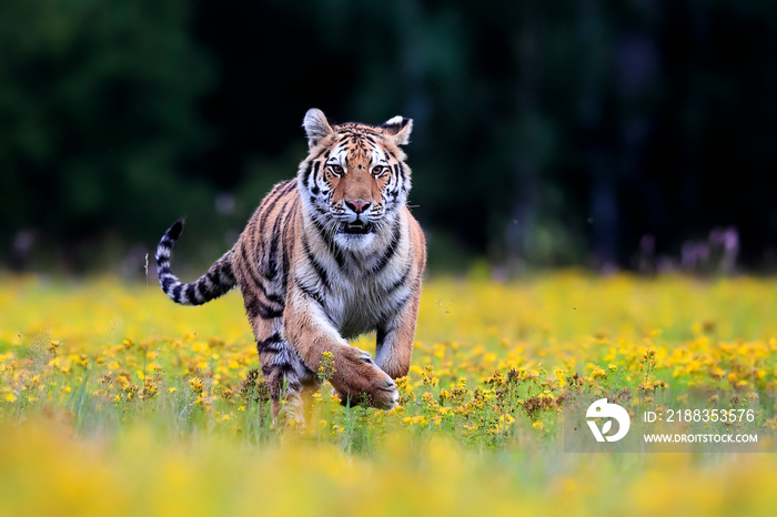 The largest cat in the world, Siberian tiger, Panthera Tigris altaica, running across a meadow full 