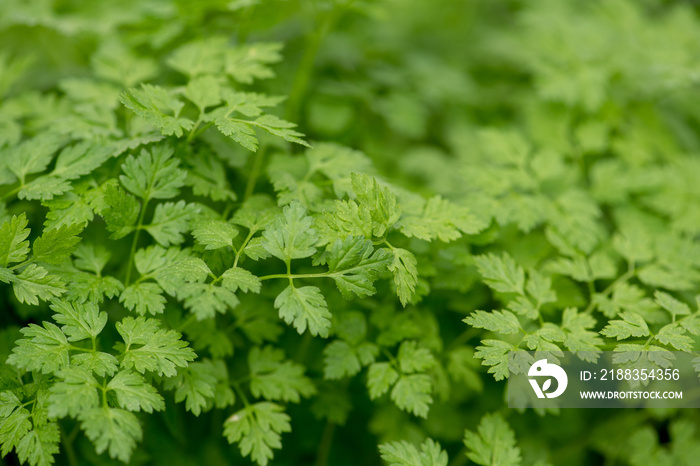 Kerbel Pflanzen in der Gärtnerei zum Verkauf im Frühling