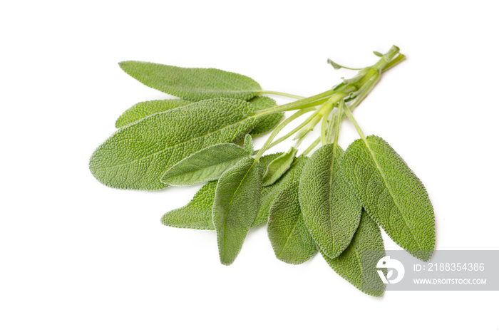 Salvia Officinalis (Green sage tea) on the white background