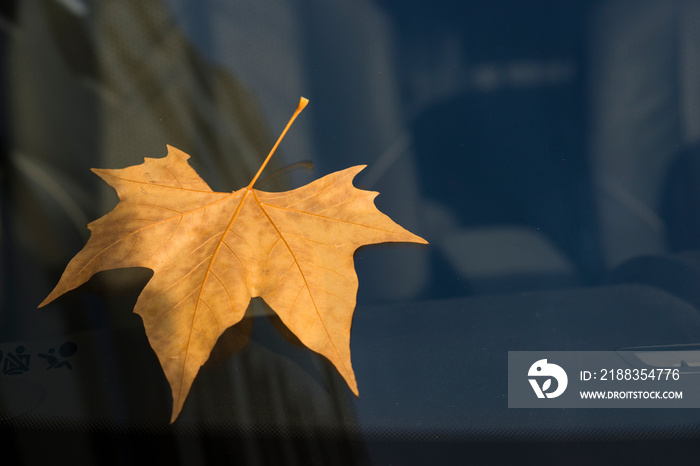 Plane tree leaf on glass