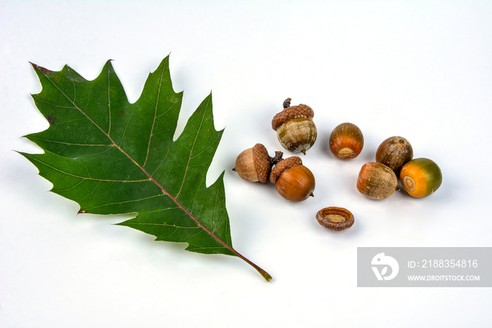 红橡树（Quercus rubra）。树枝上有橡果。