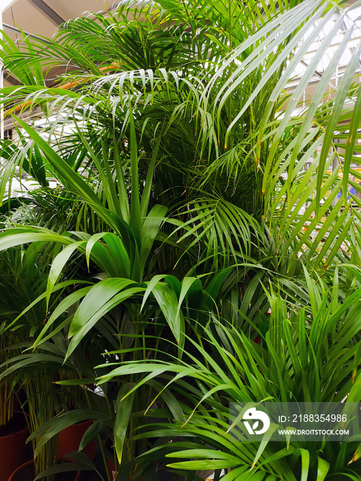Close up of green areca palm plant, indoor palm tree. Howea forsteriana, Arecaceae, Palmae. Fresh gr