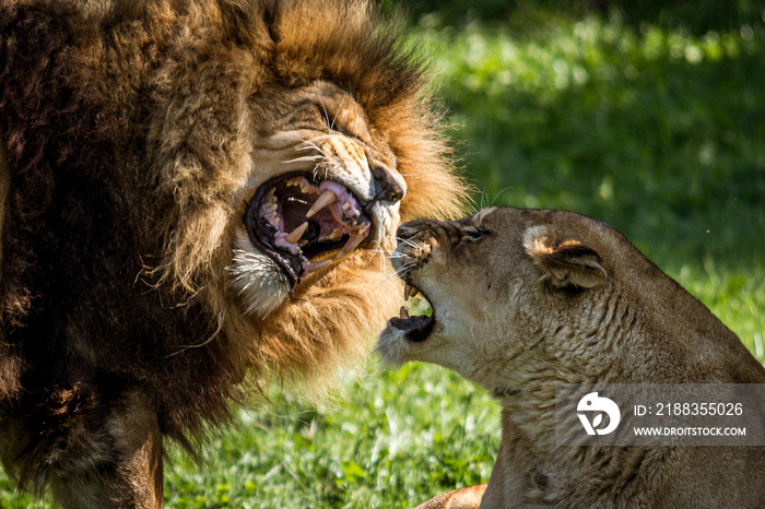 Fighting lion and lioness