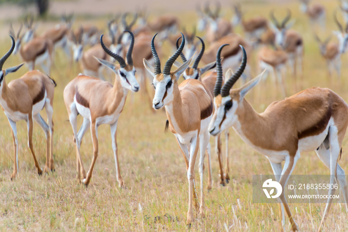 eine Herde von Springböcken, Antidorcas, im Kgalagadi-Transfrontier-Nationalpark, Auob Tal, Südafrik