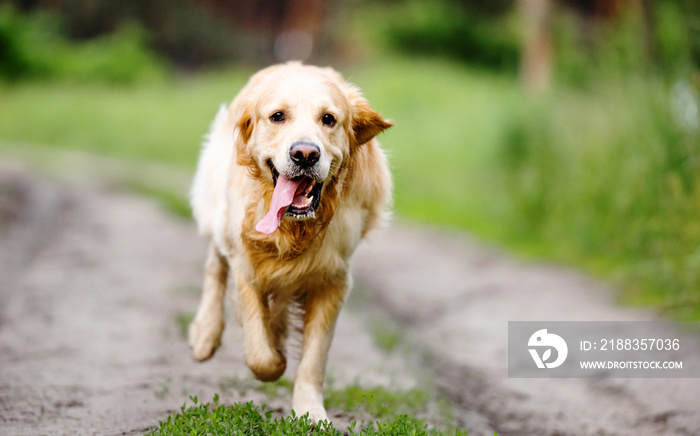 Golden retriever dog with tonque out running outdoors in sunny day. Purebred doggie pet labrador at 