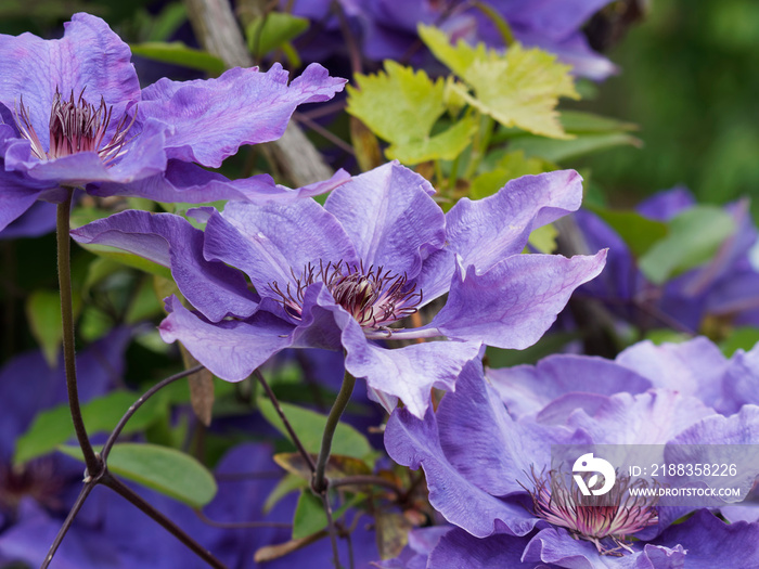 (Clematis jackmanii) Fleur de clématite de ton bleu-violacé grimpantes sur palissade