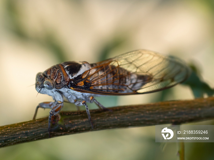 Cicadidae Cicada close-up on a tree branch