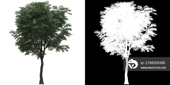 Front view of tree (Generic) png with alpha channel to cutout 3D rendering. For forest and nature co