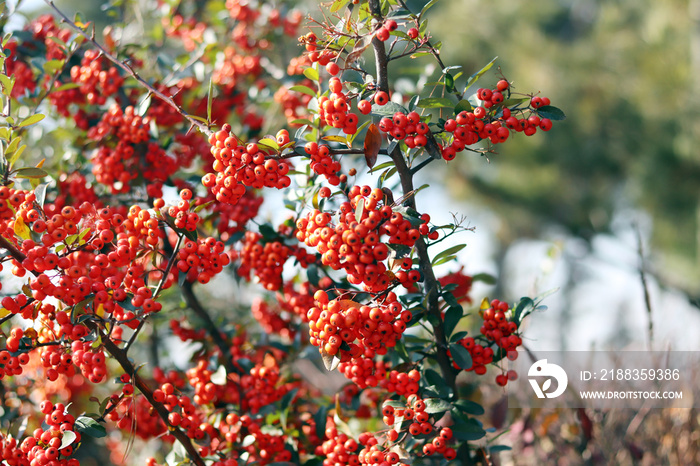 Pyracantha branch with berry-like