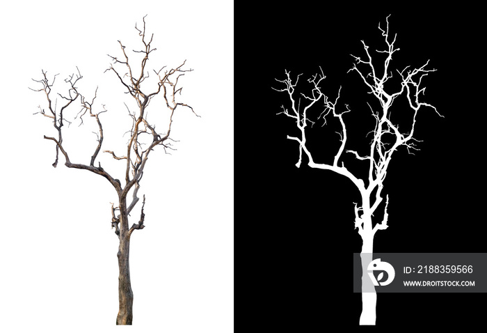 白色背景下的孤立死亡树