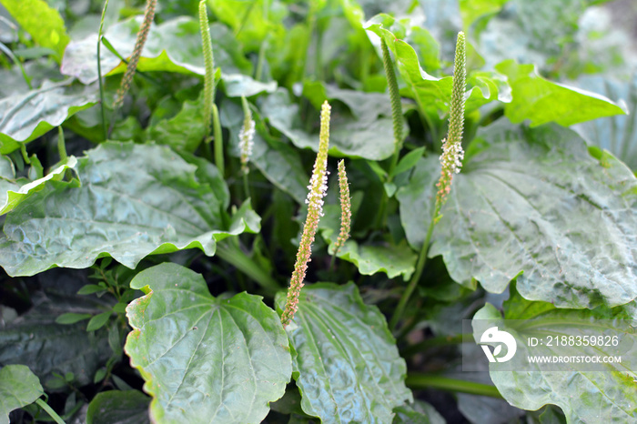 In nature, the plantain is large (Plantago major, Plantago borysthenica) is grows among grasses