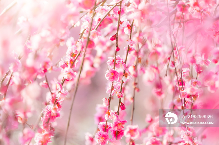 枝垂れ梅の花