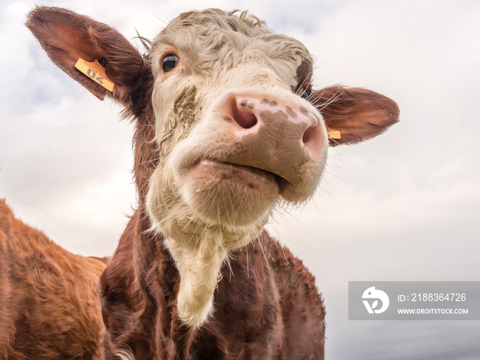 vache laitière curieuse