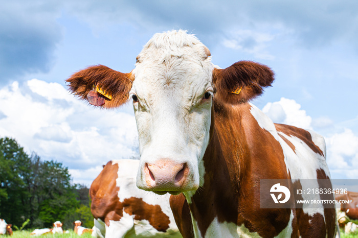 vache dans un près