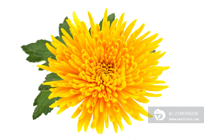 Yellow autumn chrysanthemum