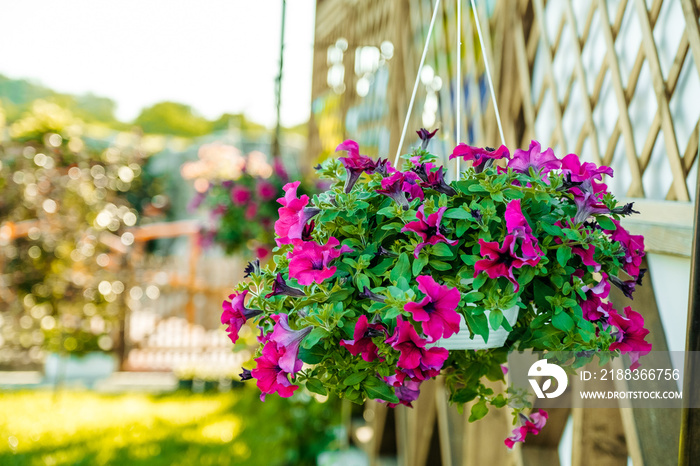 Baskets of hanging petunia flowers on balcony. Petunia flower in ornamental plant.