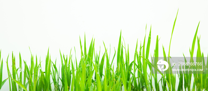Green Grass on white background